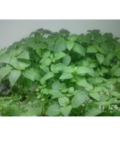 فلاورباکس هیدروپونیک محنا